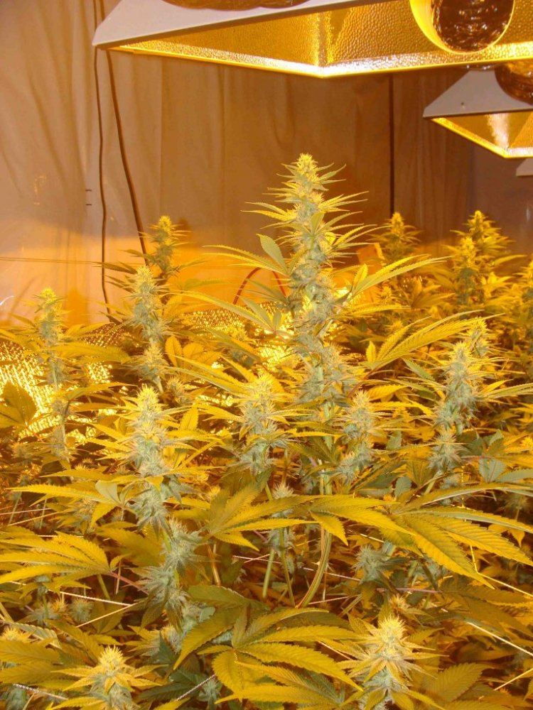8kGGday21cola