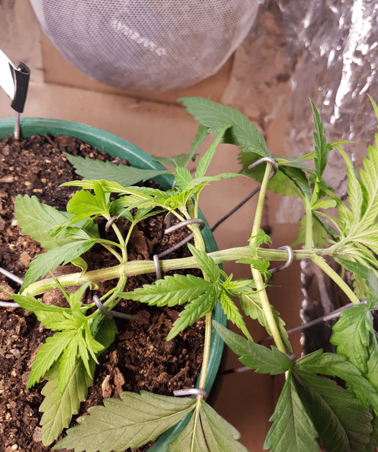 8May17 LST Lizma3