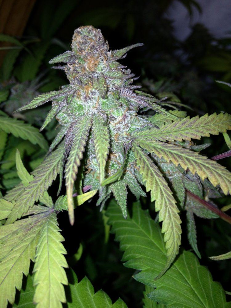 8wkgdp