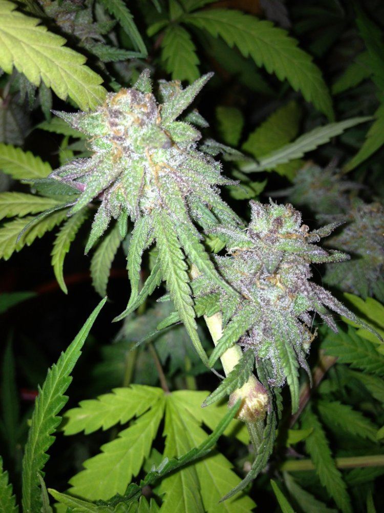 8wkgdpbuds