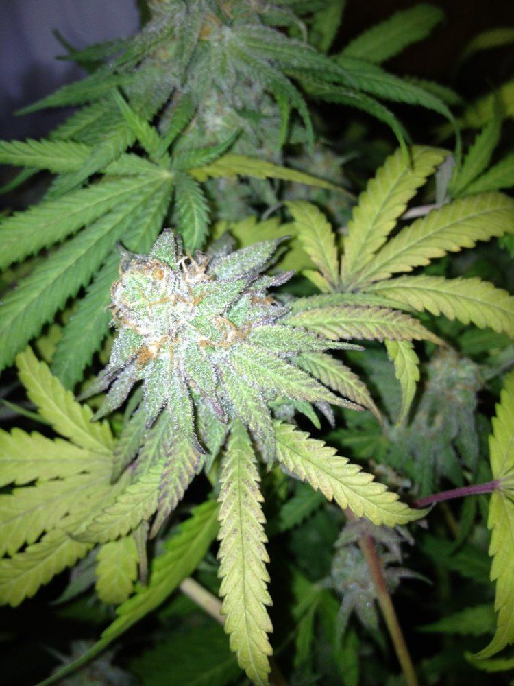 8wkgdpnug