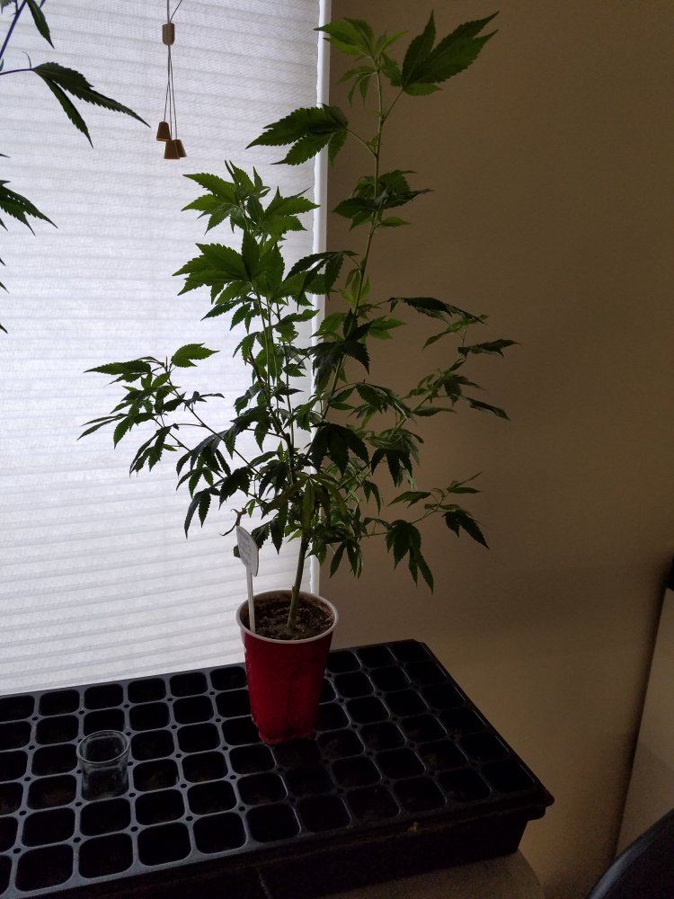 9 13 19 Mimosa Clone