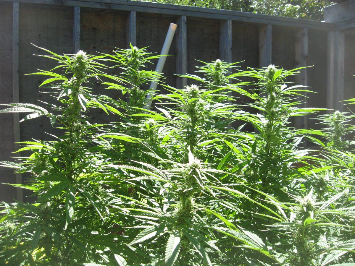 91514GreenKush