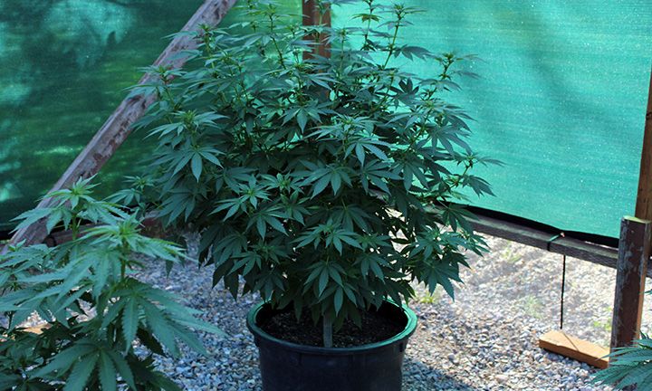 9 2 Garden 02