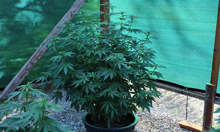 9 2 Garden 05