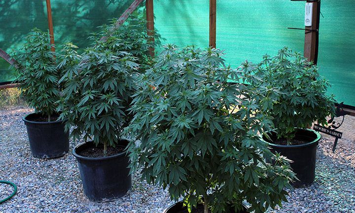 9 2 Garden 06