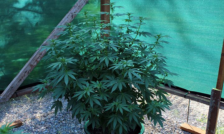 9 2 Garden 07