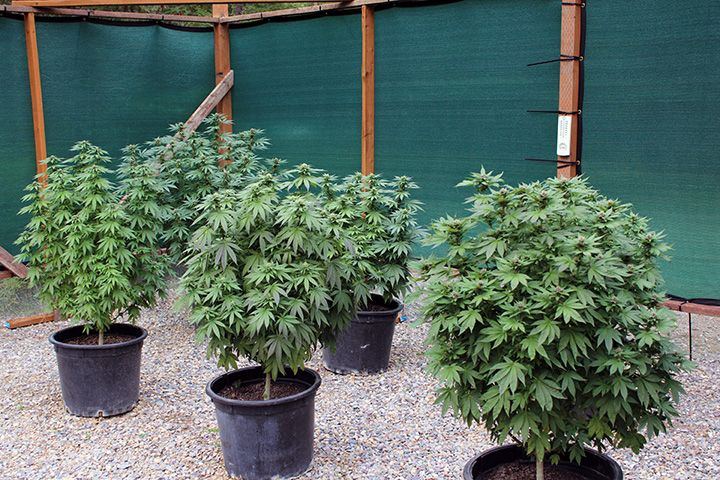 9 21 25 Garden 015