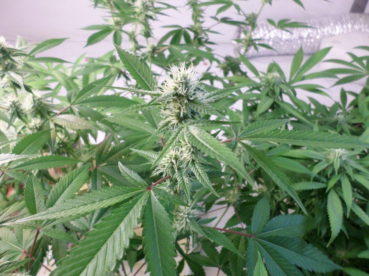 9 25 14UD Flower 1