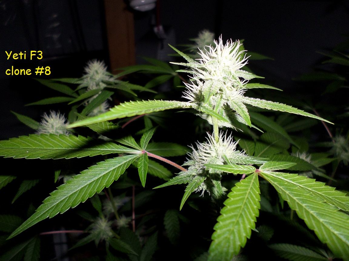 9 25 14UD Flower 3