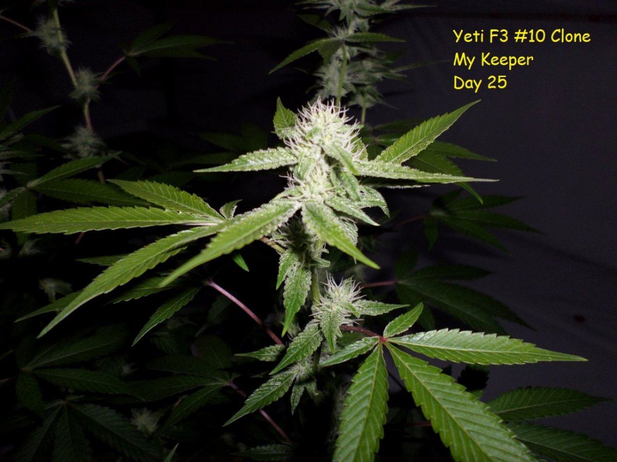 9 25 14UD Flower 4