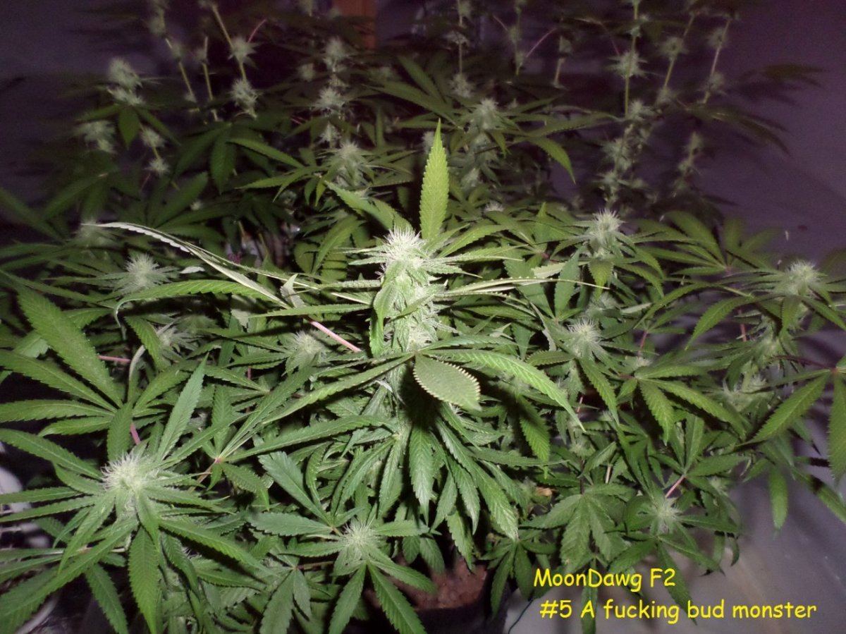 9 25 14UD Flower 5