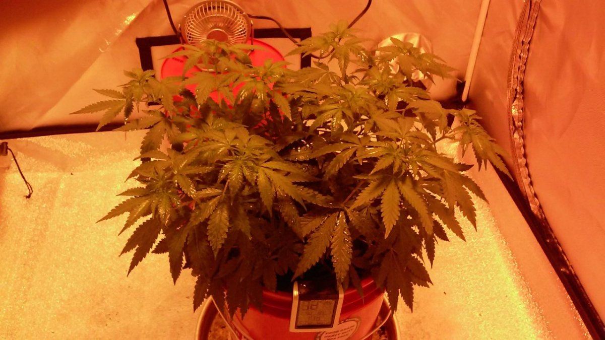 9 28 2014 to bloom