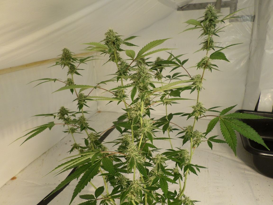 9 29 14UD Flower 1