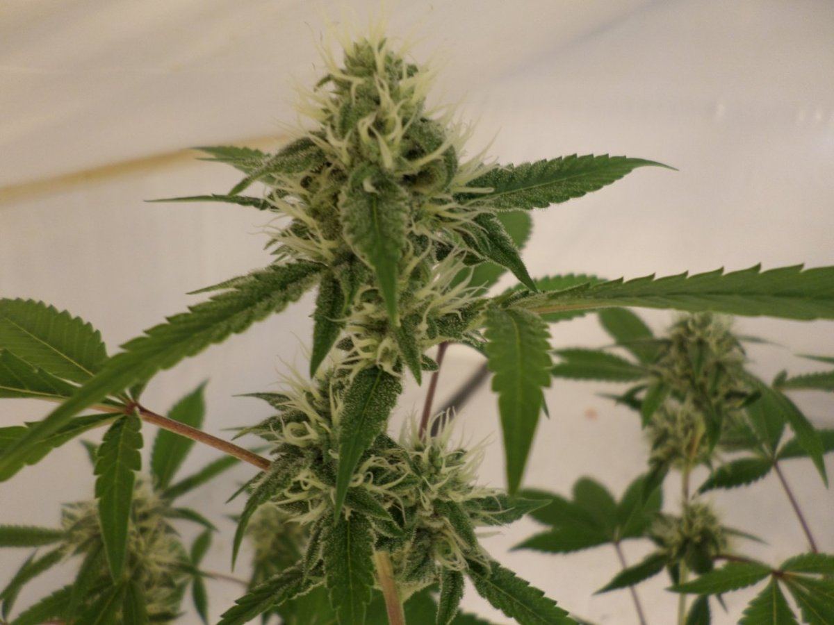 9 29 14UD Flower 2a