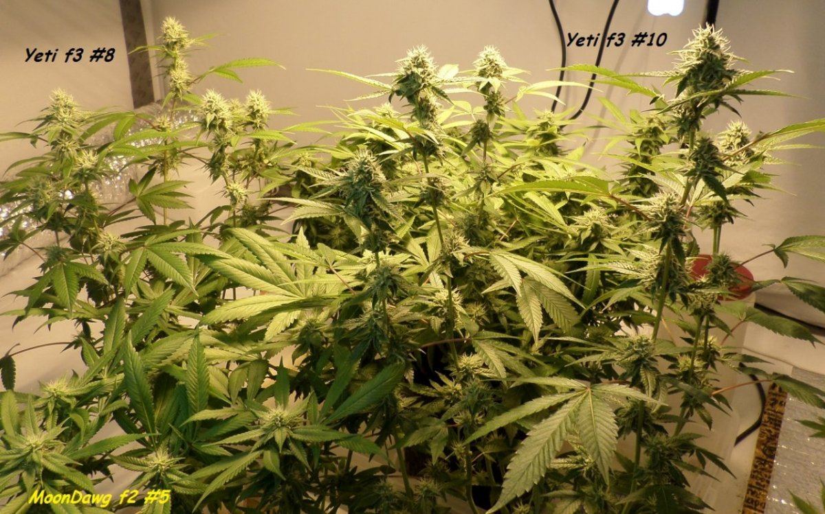 9 29 14UD Flower 4a