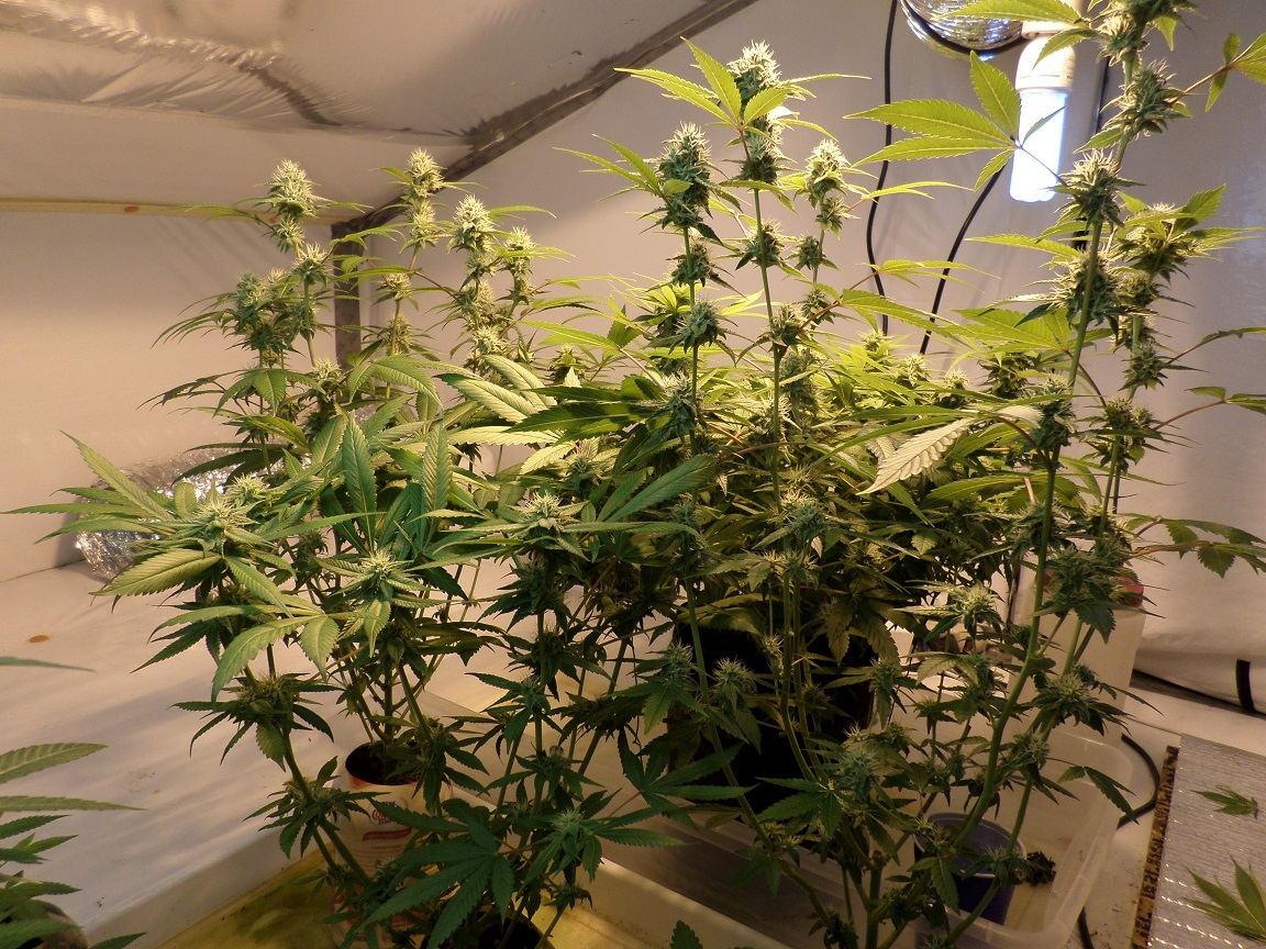 9 29 14UD Flower 5
