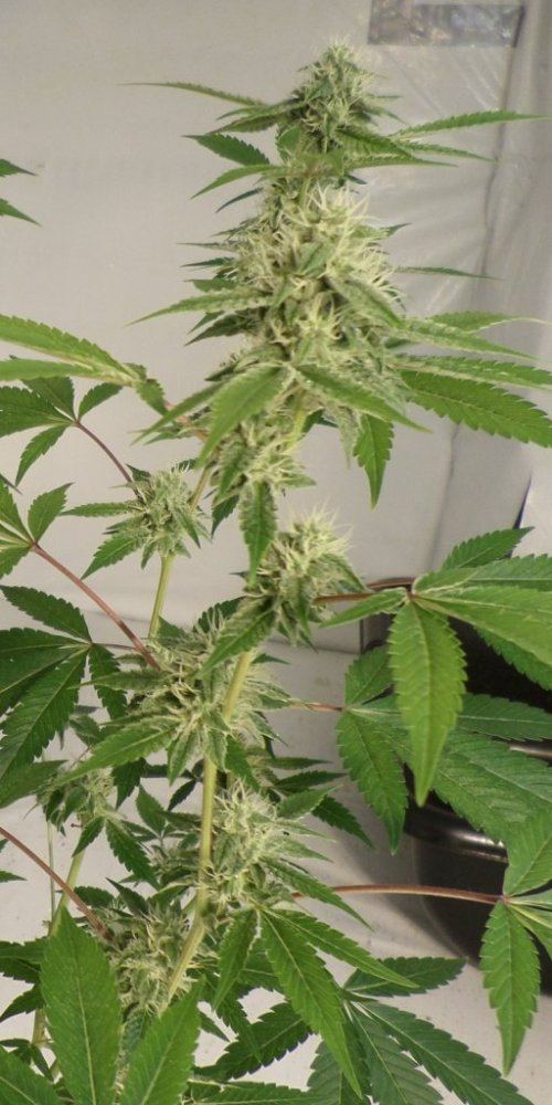 9 29 14UD Flower 6