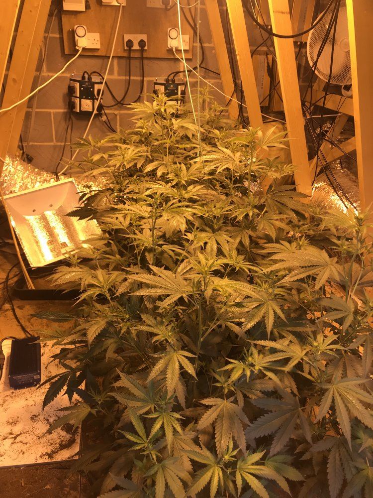 9 days into flowering 2