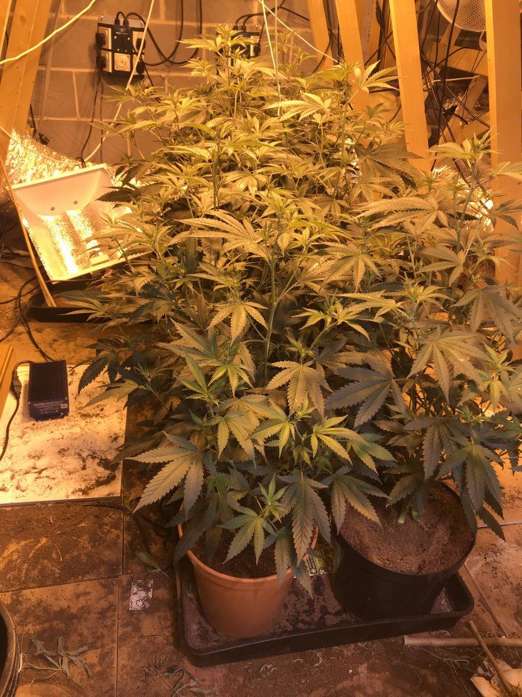 9 days into flowering