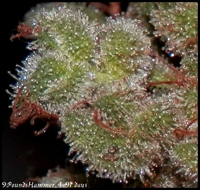 9 Lbs4 91days   6macro