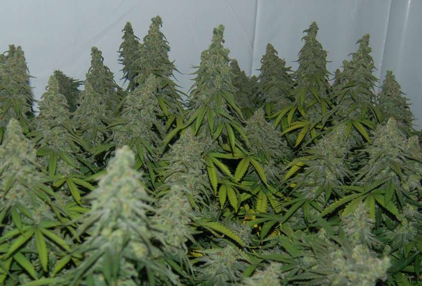 9 week  buds