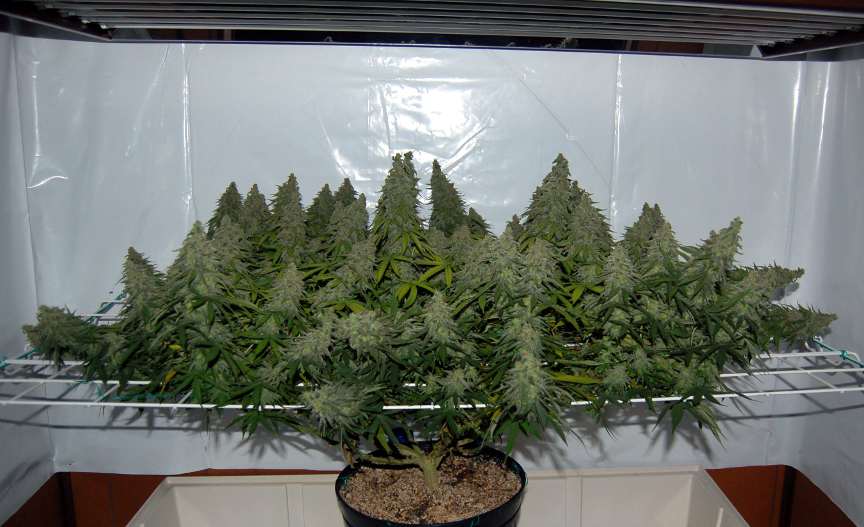9 weeks  432 watts  T5 ho