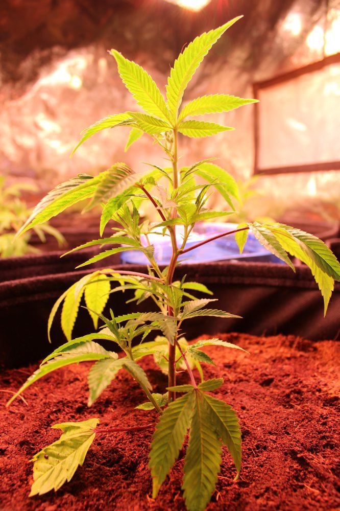 9 x lemon garlic og 7