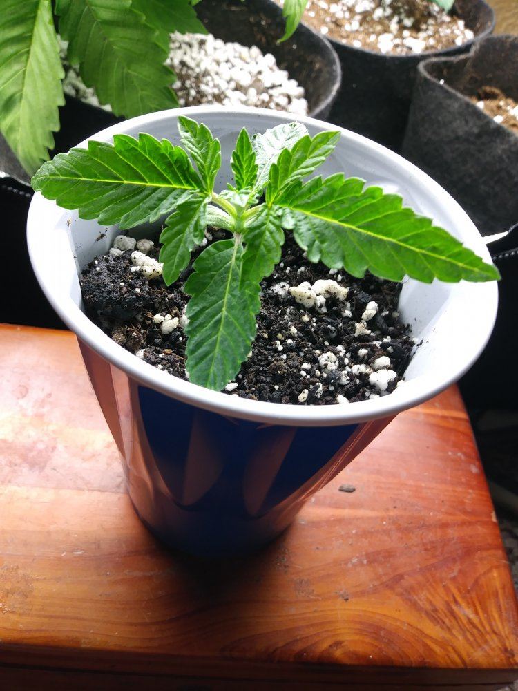 91R1week3