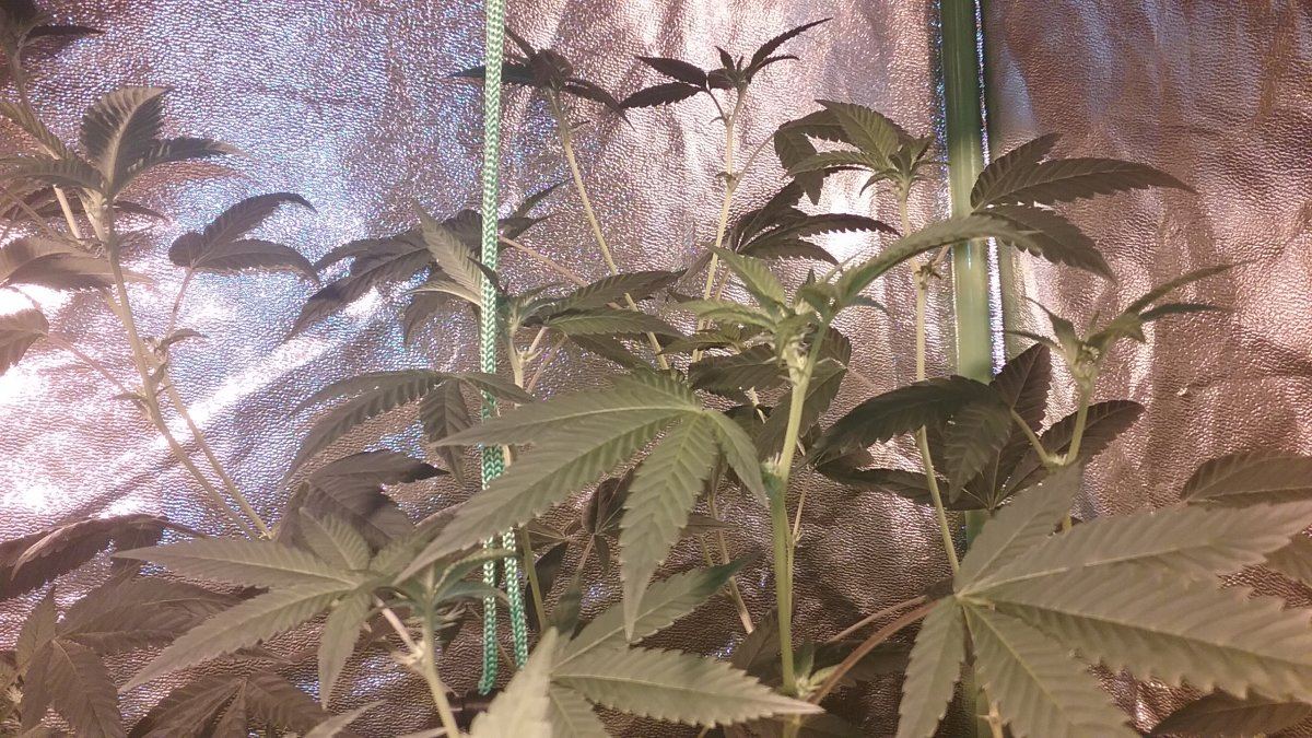 91RESERVE1FLOWER