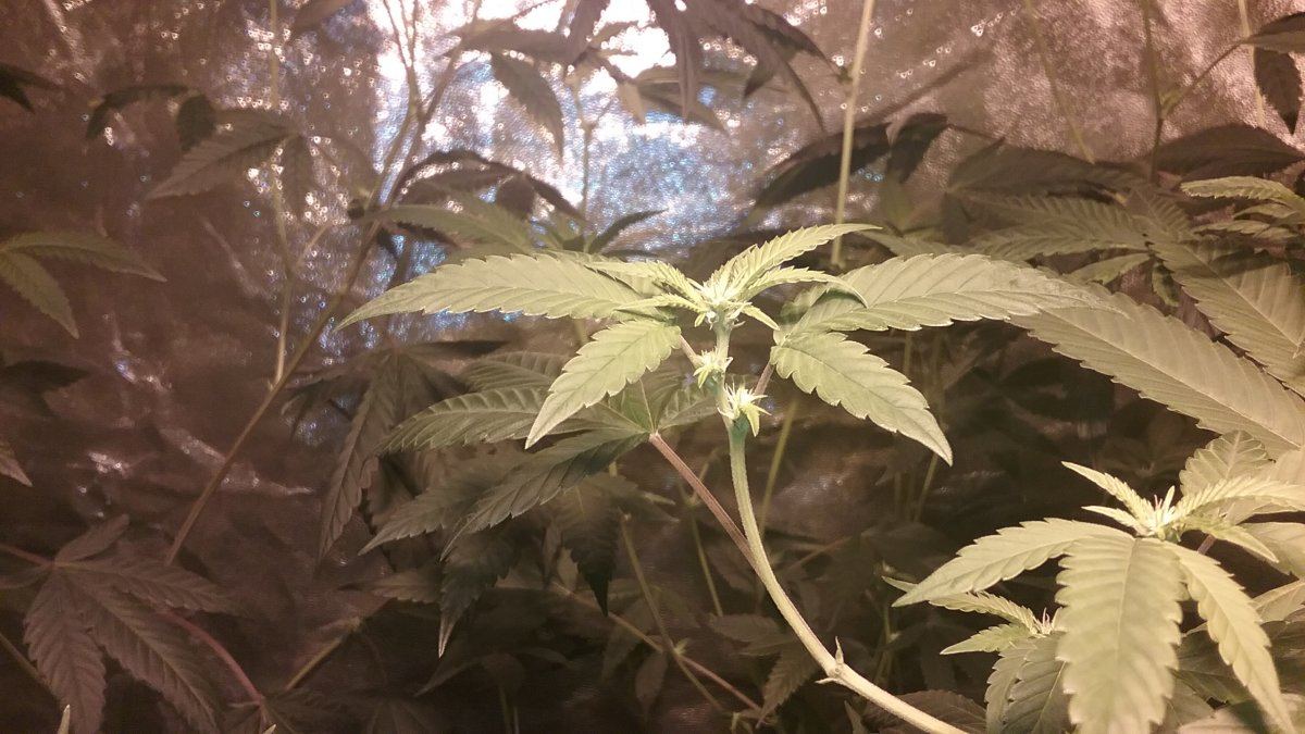 91RESERVE1FLOWER2