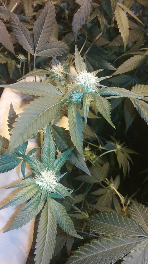 91RESERVE1FLOWER3
