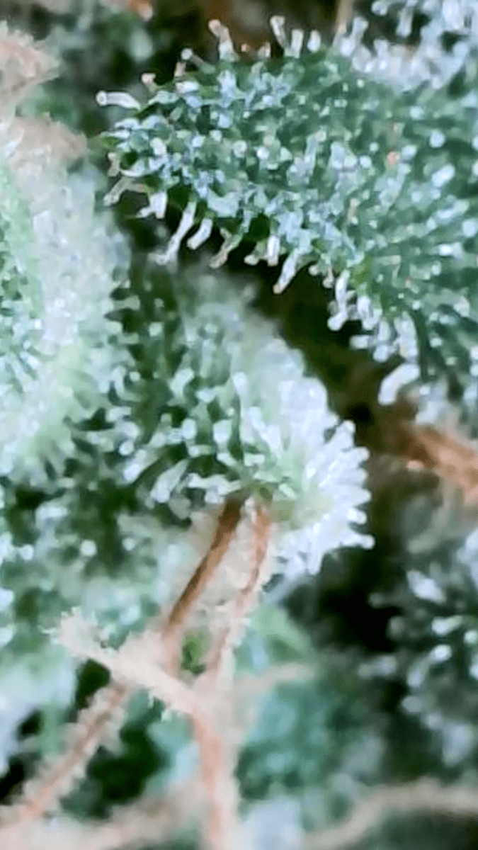 95 weeks plant lost its smell 4