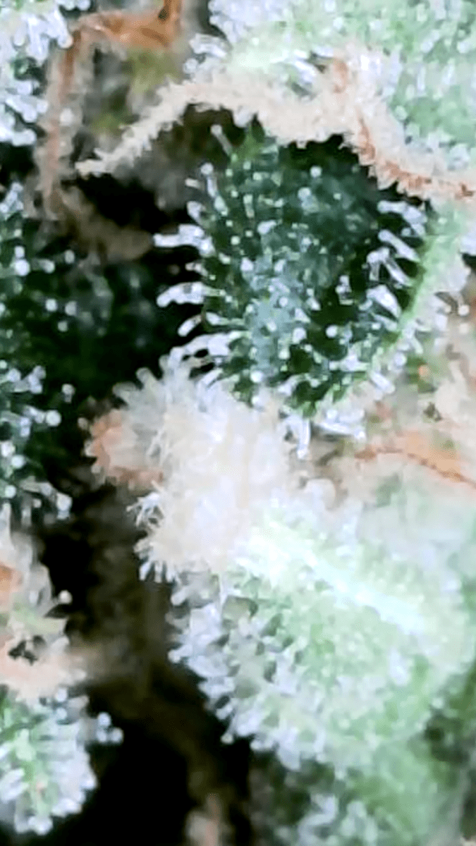 95 weeks plant lost its smell 5