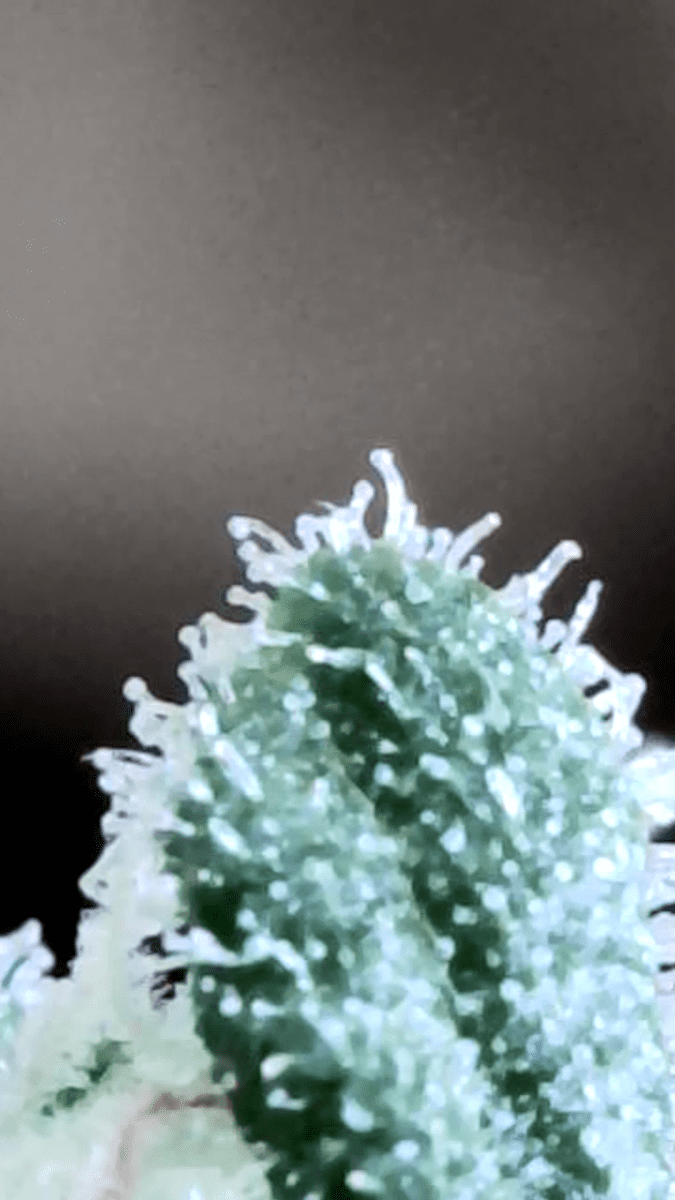 95 weeks plant lost its smell 6