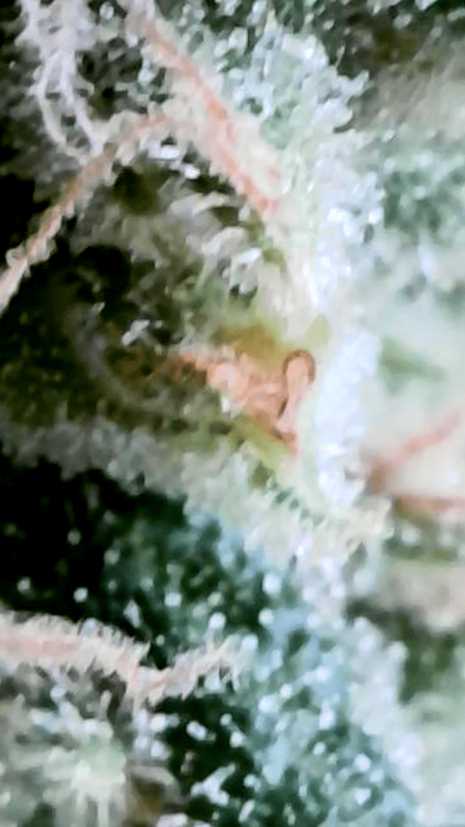 95 weeks plant lost its smell 7