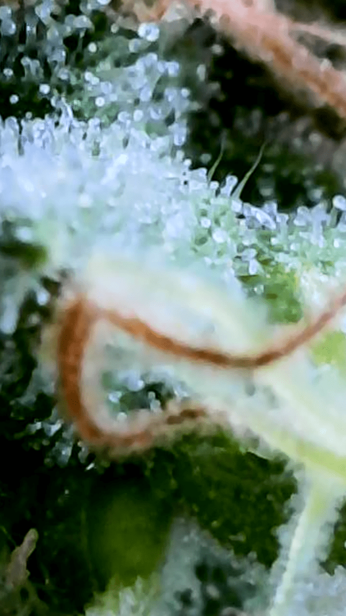 95 weeks plant lost its smell 9