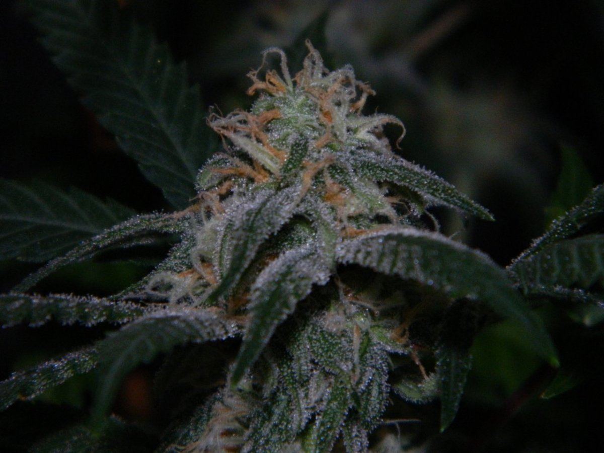 95 white widow