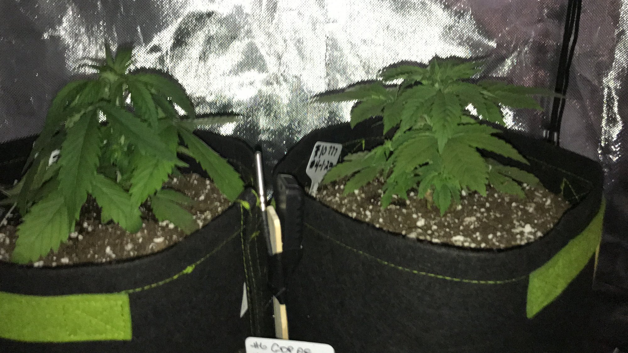 Can a plant recover from overwatering? - THCFarmer