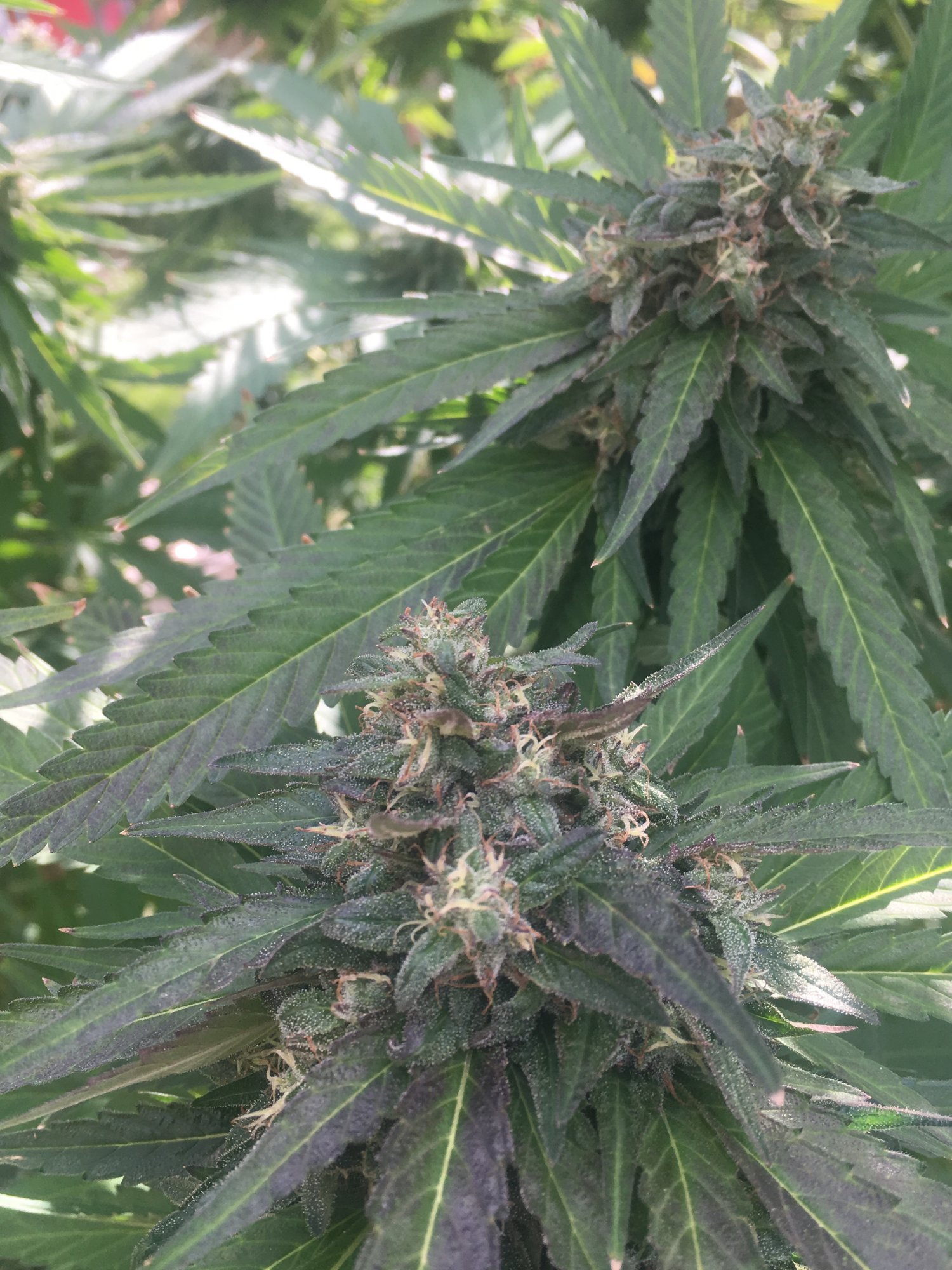 9ECD554C C5BF 4E5E B664 9597DC211438