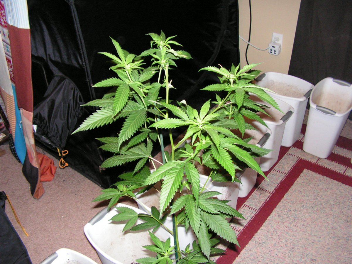 9LIME KUSH