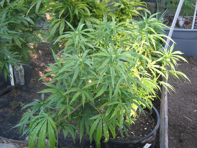 9LST5 9