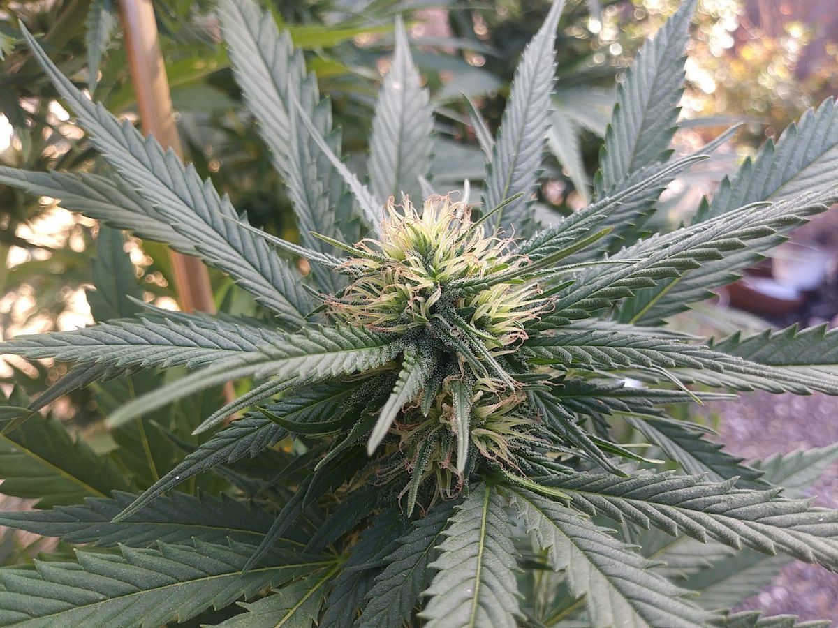  barrel bud