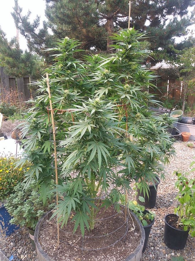  barrel plant