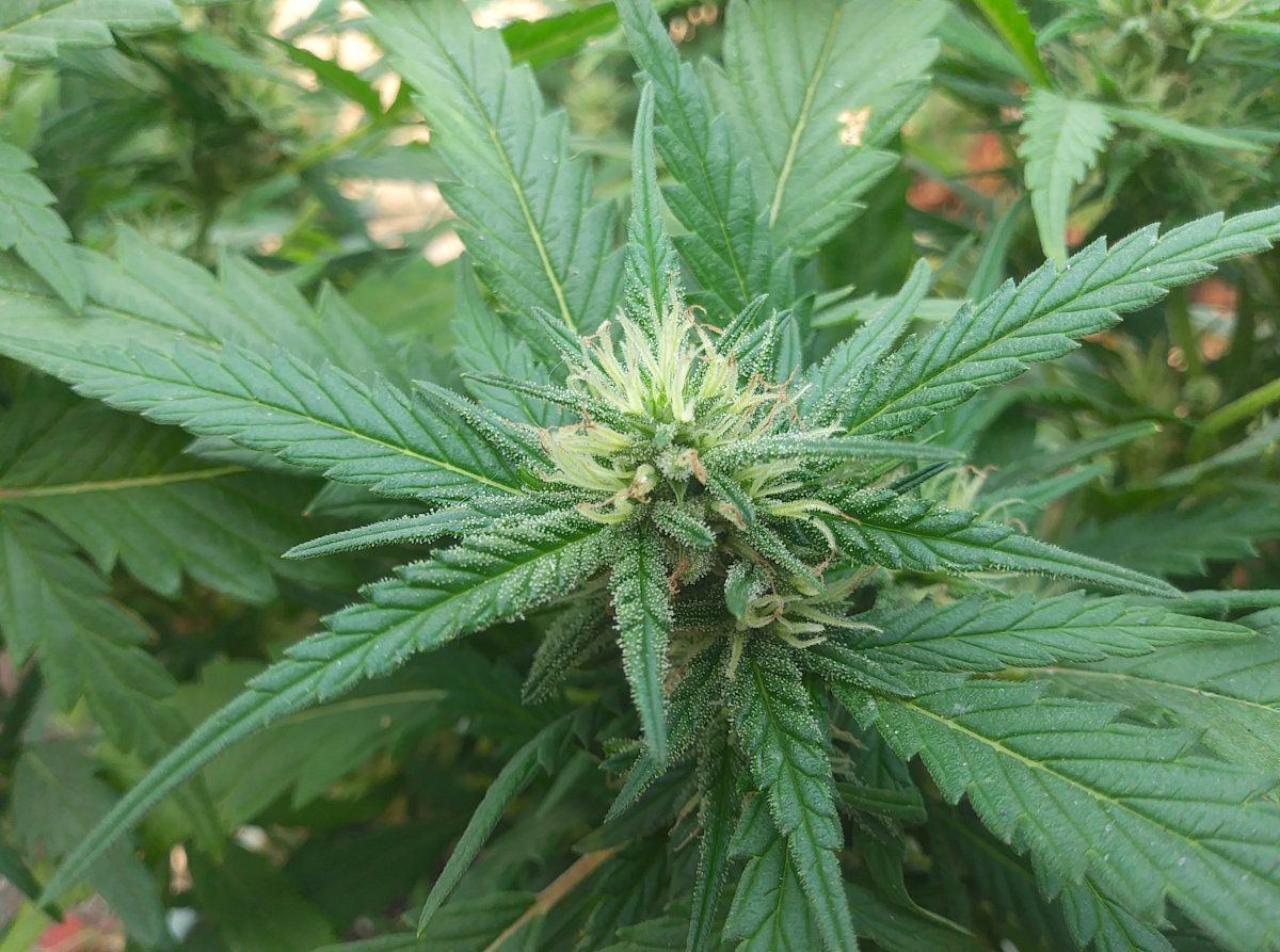  christmas tree bud