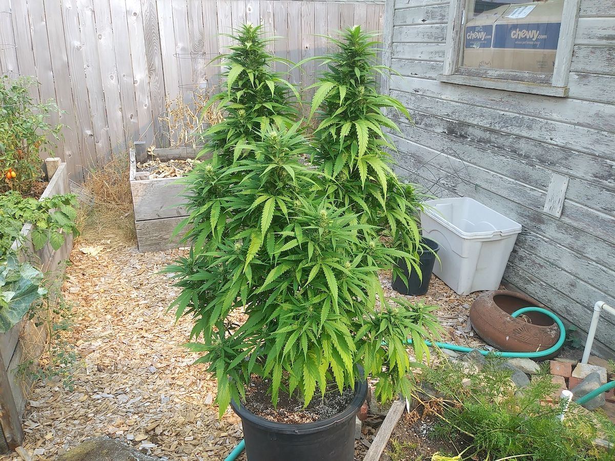  christmas tree plant