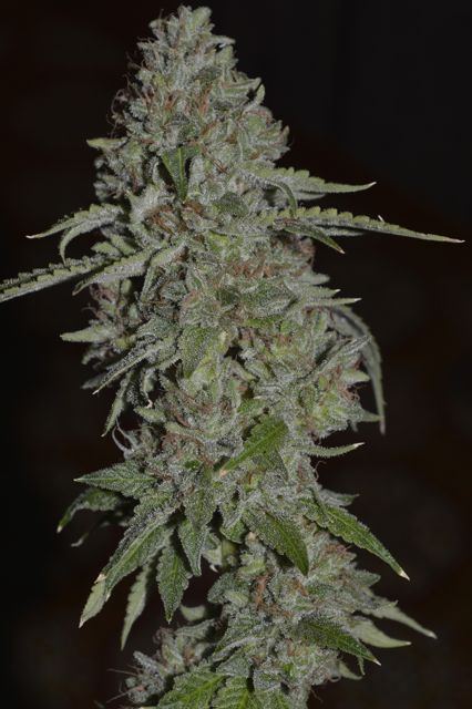  DSC0261 Alien Cookies