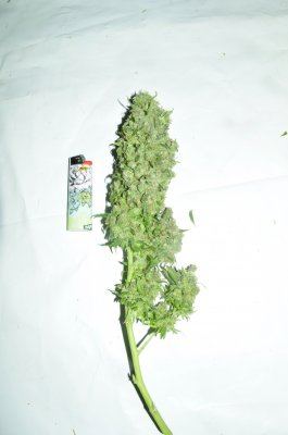  DSC0623