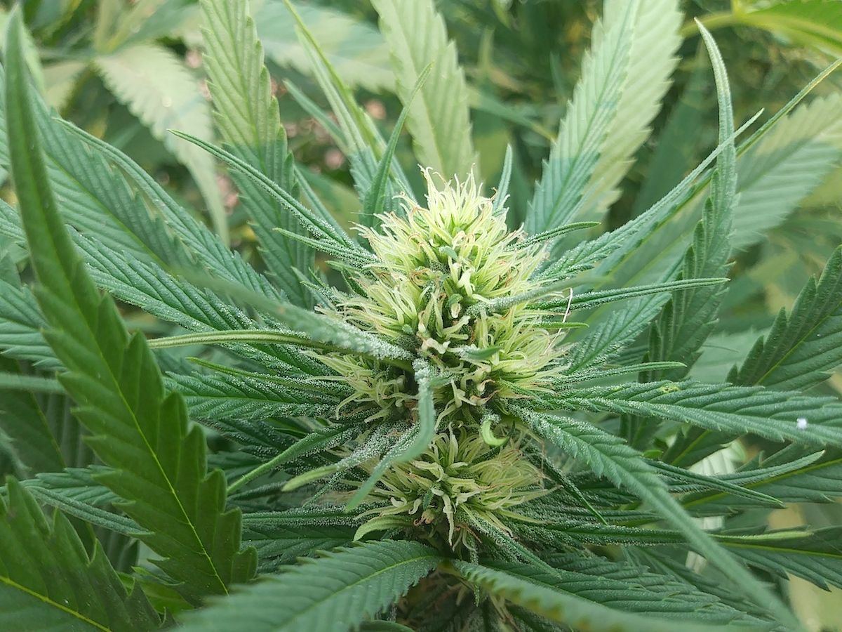  godzilla ghidra bud