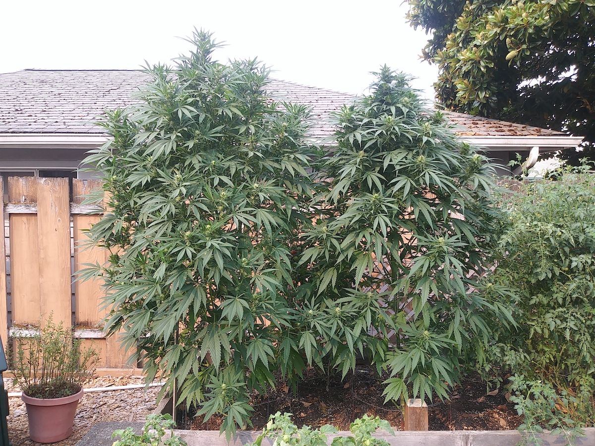  godzilla ghidra plant